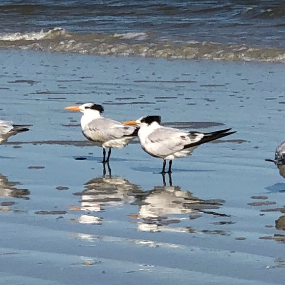 Meet your Posher, Rhonda - Picture 1 of 2